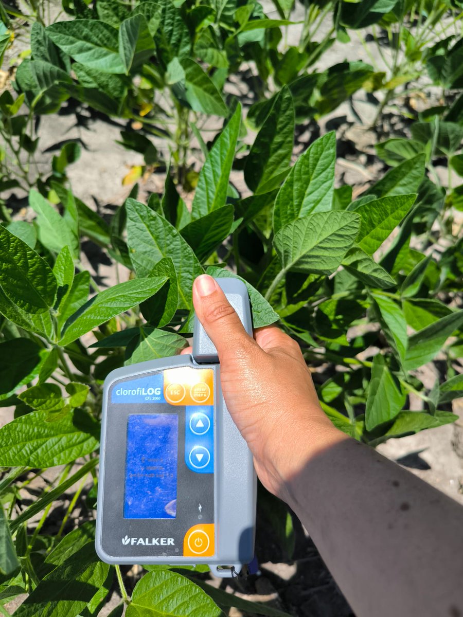 agriduy's tweet photo. ☝️Ayer fue día de evaluación en los ensayos de maíz y soja de primera en Flores 
✍️ Ensayos para @timacagro.uy 

🚩Somos su consultora de confianza, con alcance nacional y todos los rubros. 

. 
.
.
.
.
#agriduy 
#agronomia 
#maiz 
#soja 
#uruguay🇺🇾 https://t.co/PtomslTzyA