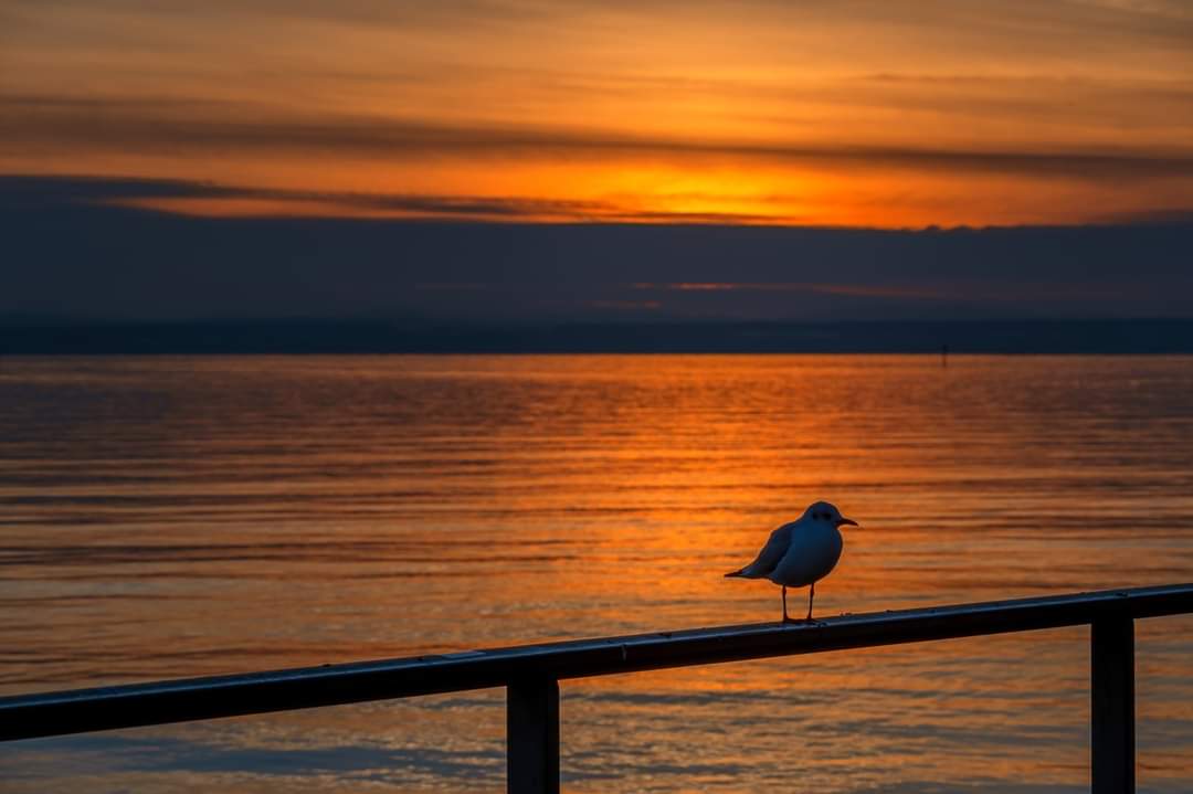 PhotoartNaegele's tweet photo. BADEN-WÜRTTEMBERG : SONNENUNTERGANG AM BODENSEE - FRIEDRICHSHAFEN #BadenWürttemberg #badenwuerttemberg #Badenwurttemberg #swabia #schwaben #friedrichshafen #seagull #Möwe #Sonnenuntergang #sunset #photoartnaegele #naegele #nagele #photography #fotografie #Travel #reisen https://t.co/CvQCW4EKG4