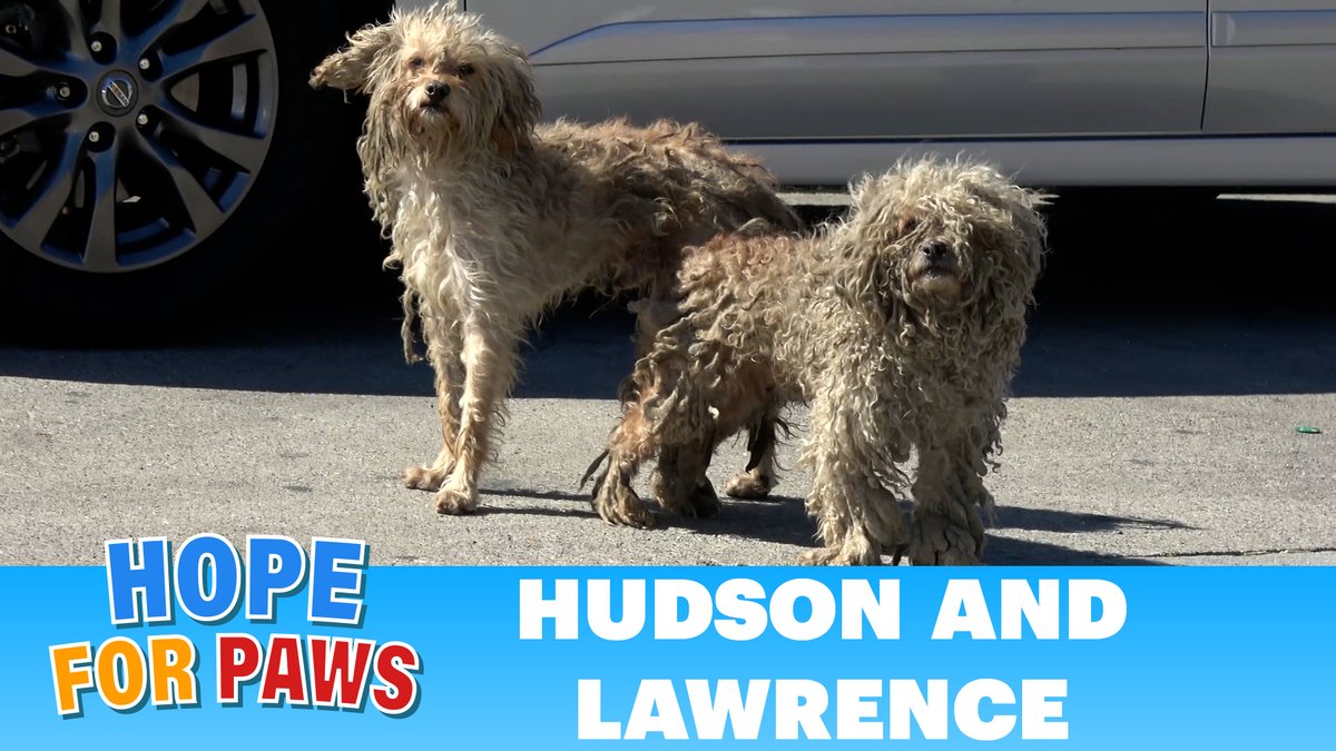 If you love #dogs - you will love this @HopeForPaws rescue video of Hudson and Lawrence: youtube.com/watch?v=TtIiPR… 🐶❤️ #HopeForPaws #Rescue #AdoptDontShop #AnimalRescue #love #dog #dogs