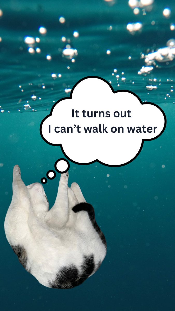 kat_gaff's tweet photo. 🤣 Prepare To Cringe - It's Dad Joke Time🤣
Is there anything worse than when it's raining cats and dogs?
Yes, hailing taxis.
#SpreadTheCringe #CatsOfTwitter #CatsOfX #FELISCATUSDAY365 https://t.co/M4qGTYoOWF