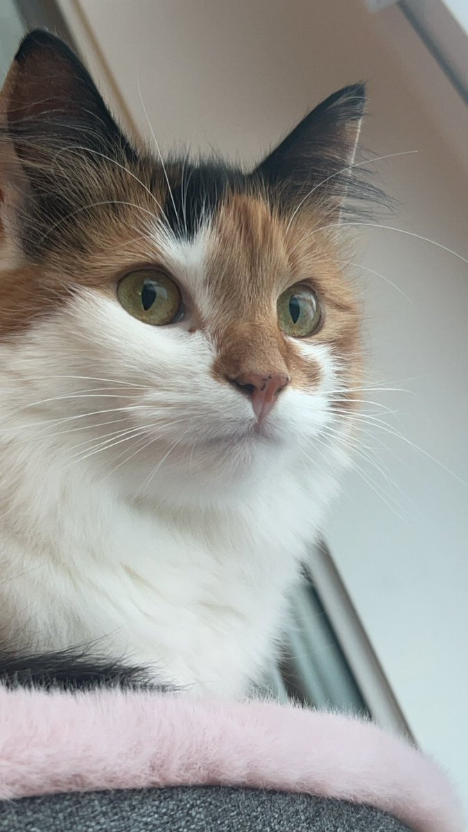 Ninni Victoria 🦄 tweet media