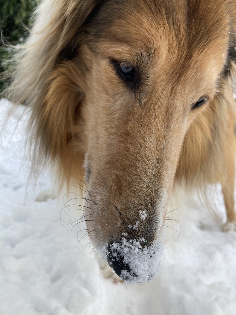 CollieCrusader's tweet photo. ❄️ ⛄️ We got some 📏 measurable snow for the first time in almost 2 years. Of course it doesn’t compare to those massive snowstorms, but it was a big deal here! Happy snow day! 😊❄️⛄️
#snowonthenose #dogslovesnow #collieflower #colliecrusader #collie #roughcollie https://t.co/hOjjkkcvqr