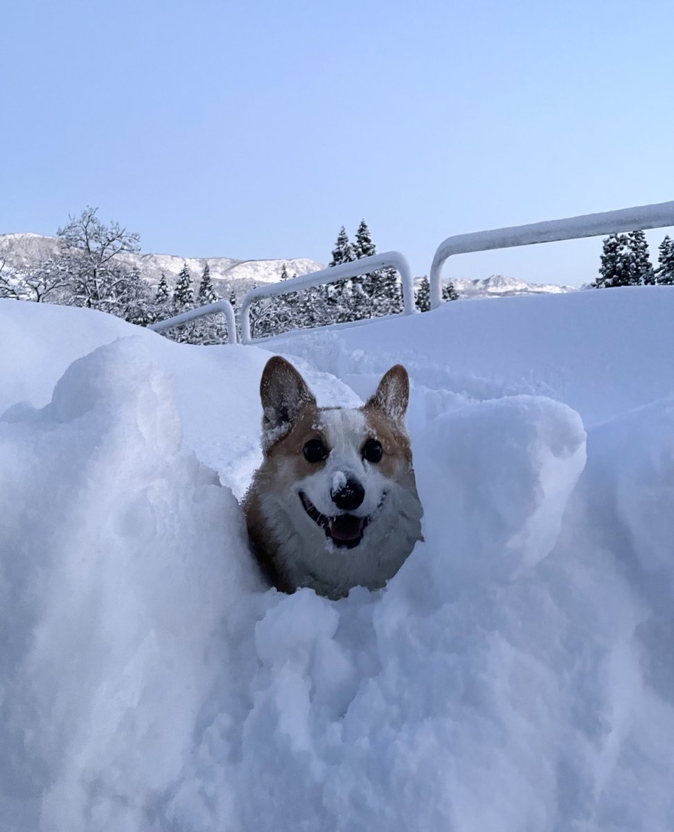 コーギーと雪 (@corgi1234567) / Posts / X