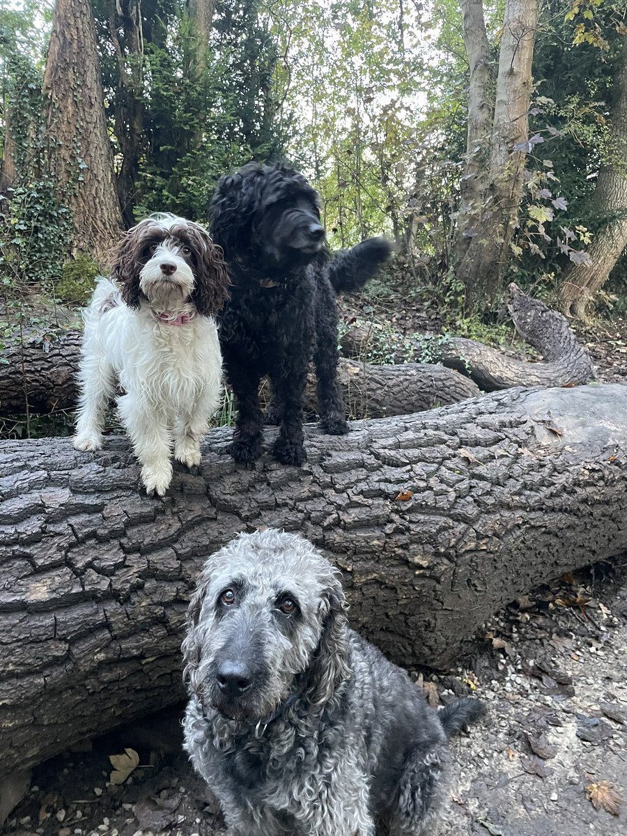 Simon Ogdon tweet media