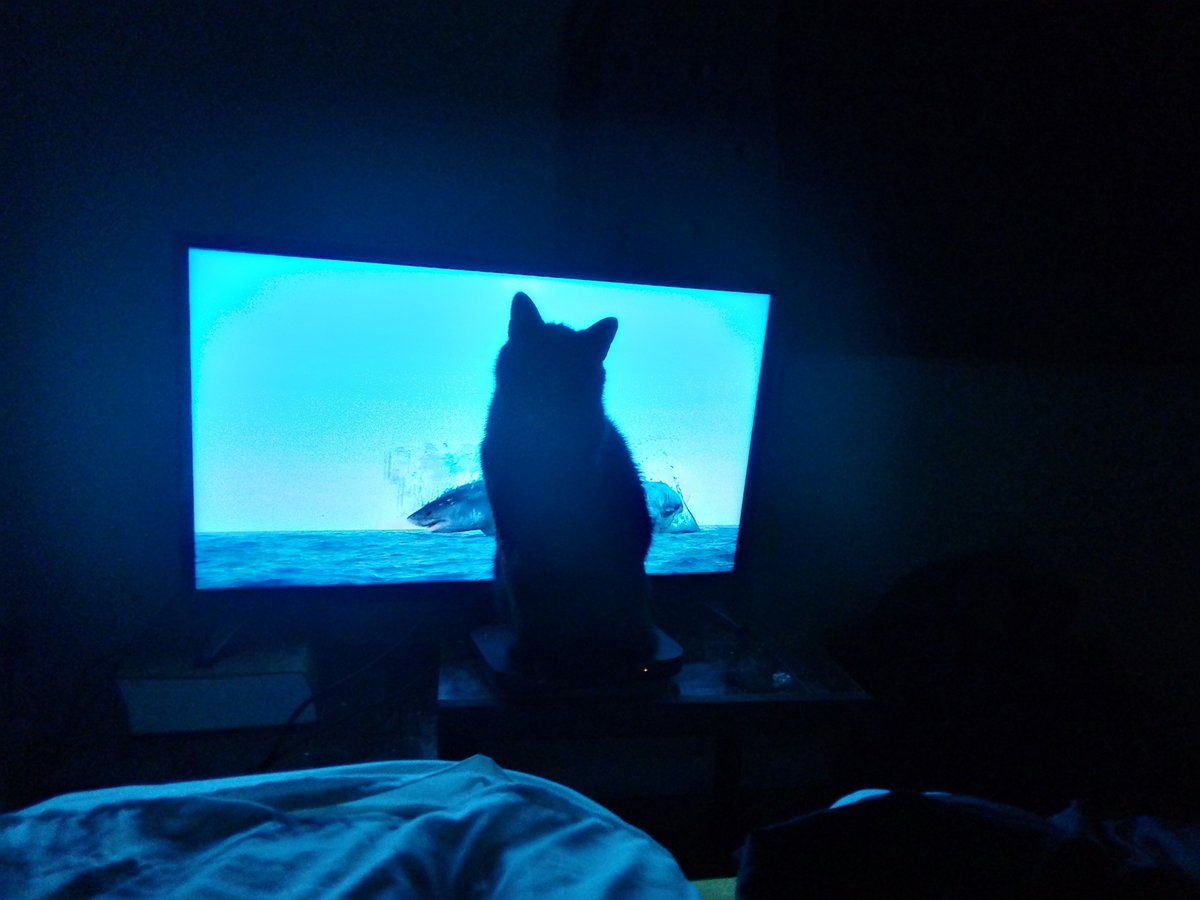 Fiery_Sapphire's tweet photo. Trying to watch Jurassic Shark 3 lol  😸
@jamiemorgan5984 
@mar https://t.co/tRDgpdoo1e