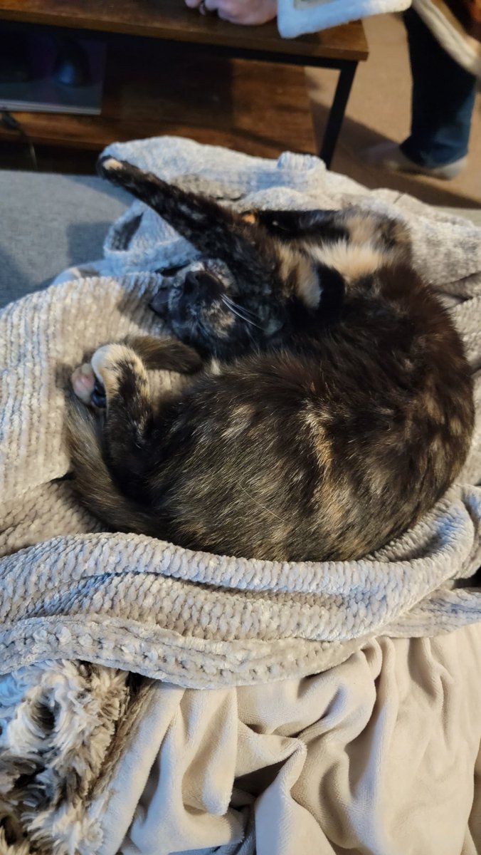 Hafatam1's tweet photo. When you just gotta yoga in your sleep.
#aurielle #fastasleep #tiredkitten @KrimsonRogue https://t.co/uvvqwttmn9