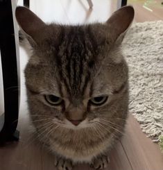 EmreMounaim's tweet photo. meo meo https://t.co/NboGjXgxcZ