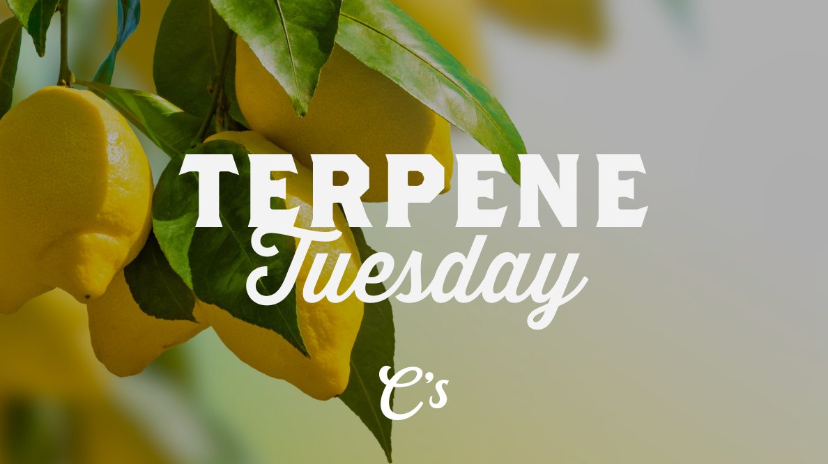 ShoppeCallies's tweet photo. 🍋 Limonene: The Citrusy Lift in 🌿! Brighten your day with the zesty aroma of Limonene! This uplifting terpene, found in 🌿and lemon rinds, brings a burst of citrus to your senses. Limonene is also known for mood-elevating and stress-relieving.

#terpenes #terpenetuesday https://t.co/j4cSLsktA3