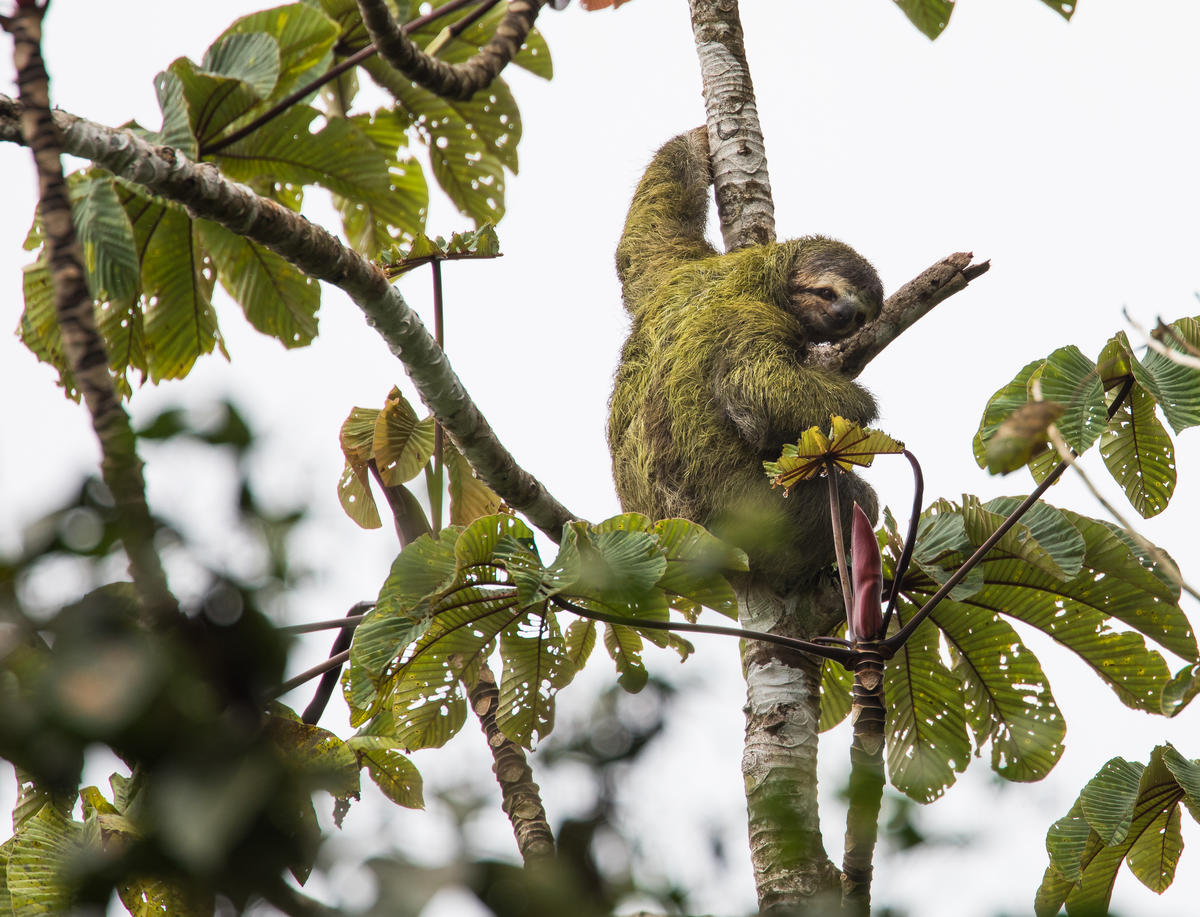 ¡Un gran camuflaje! 🦥 

Los osos perezosos (bradypus) son animales solitarios, que pueden dormir hasta 20 horas al día 💤 Para ocultarse de depredadores, en su pelaje albergan todo un ecosistema de musgos, algas🌱, hongos, polillas e insectos que los mimetizan con su entorno 😮