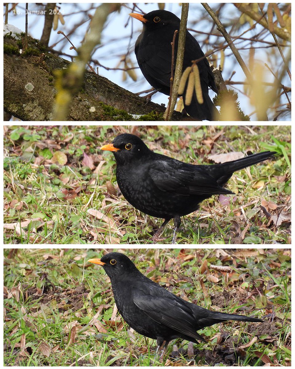georggmuer's tweet photo. .#UetikonAmSee 16. Januar 2024
Eine #Amsel macht noch keinen Frühling 🌞
#TurdusMerula #Blackbird #MerleNoir #Birding #BirdsSeenIn2024
#WildeNachbarn #ZürcherWanderwege #Moments2024 #ThePhotoHour #CreateYourLight #NikonEurope #NikonCoolpixP950 #GGMLive
#Pfannenstiel #Zürichsee https://t.co/bGhuAWFTC5
