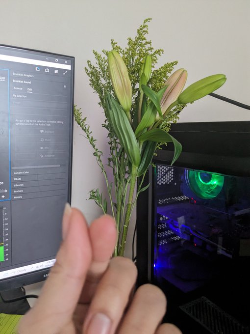 First flowers of the year 💐 I can't wait to see them bloom ❤️ #avioletshalf #highvalueman #romanticcouple<a href="/tag/romanticcouple"class="tags"><span>#romanticcouple</span></a><a href="/tag/highvalueman"class="tags"><span>#highvalueman</span></a><a href="/tag/avioletshalf"class="tags"><span>#avioletshalf</span></a>
