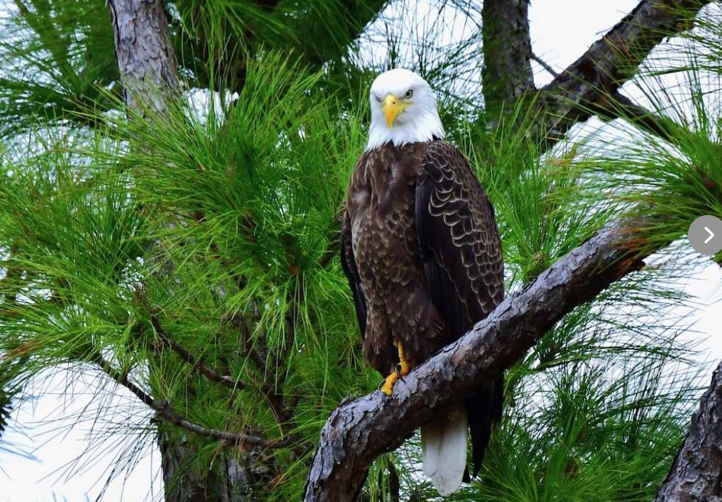 KlatuBaradaNiko's tweet photo. Eagle at Robinson's Preserve, Florida https://t.co/cvVTgqIqJh