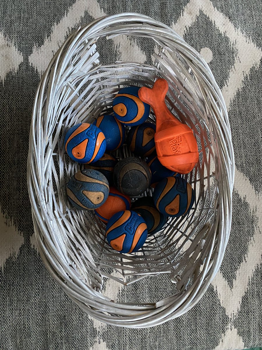 fara_hunter's tweet photo. We’re ready for playtime inside 🧡💙 #chuckittoys 
#gsd #chuckit #cutedogs #picoftheday #playtime #dogs #cutegsd #germanshepherds  #lovedogs @chuckittoys 💙🧡

#AFCON2023 #snow #airbnb https://t.co/Yw8qQLng55