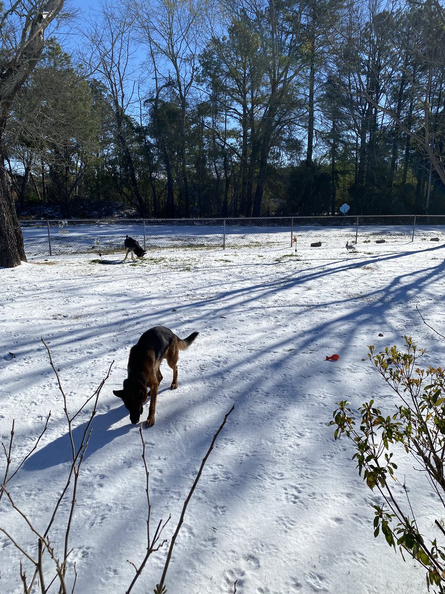 fara_hunter's tweet photo. We’re ready for playtime inside 🧡💙 #chuckittoys 
#gsd #chuckit #cutedogs #picoftheday #playtime #dogs #cutegsd #germanshepherds  #lovedogs @chuckittoys 💙🧡

#AFCON2023 #snow #airbnb https://t.co/Yw8qQLng55