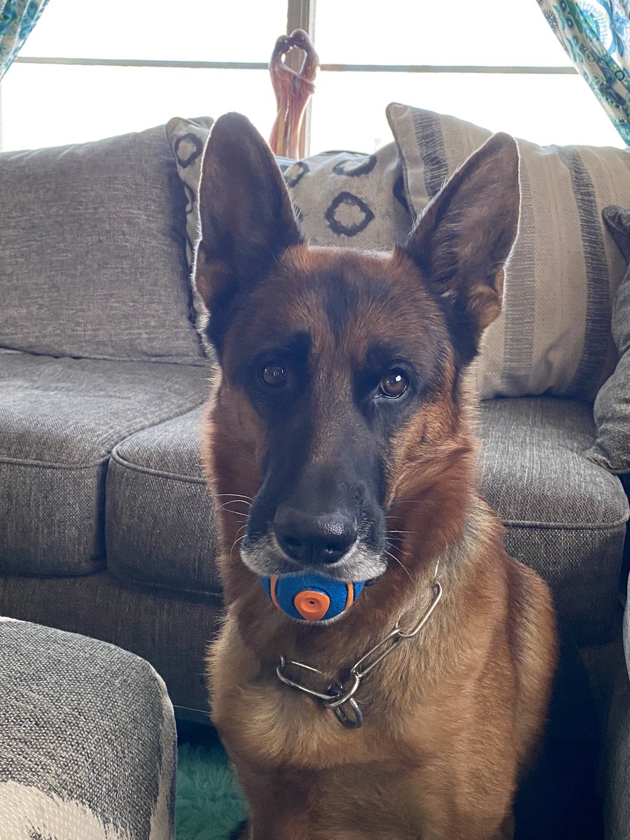 fara_hunter's tweet photo. We’re ready for playtime inside 🧡💙 #chuckittoys 
#gsd #chuckit #cutedogs #picoftheday #playtime #dogs #cutegsd #germanshepherds  #lovedogs @chuckittoys 💙🧡

#AFCON2023 #snow #airbnb https://t.co/Yw8qQLng55