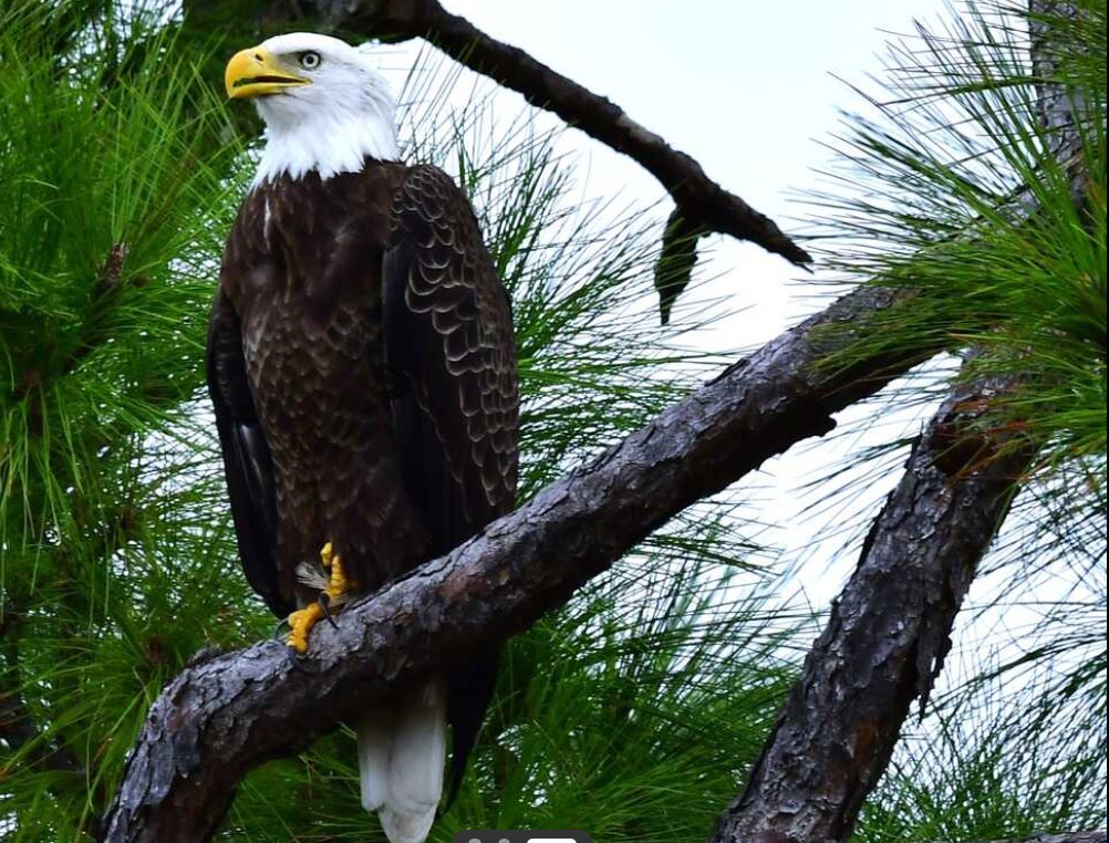 KlatuBaradaNiko's tweet photo. Eagle at Robinson's Preserve, Florida https://t.co/cvVTgqIqJh