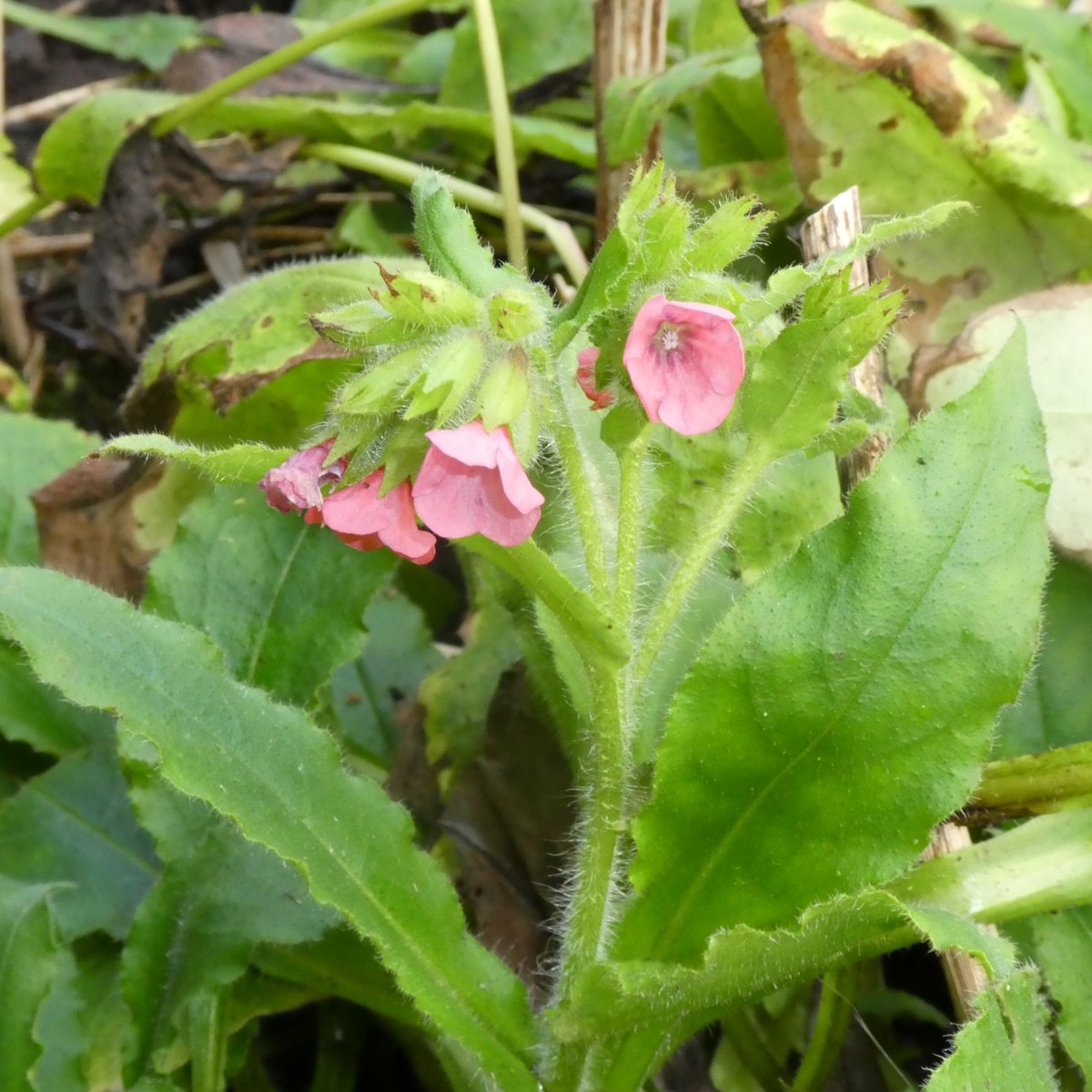 SLGardens's tweet photo. Pulmonarias are in flower; this is P rubra Bowles Form, same coral red flowers as plain rubra but with slight spotting on the leaves. Donald inspecting a clump, excellent thick ground cover.
#ShadePlants #PolinatorPlants #JanuaryFlowers #GroundCover #PlantNursery #Cats https://t.co/WjhQwUcpoW