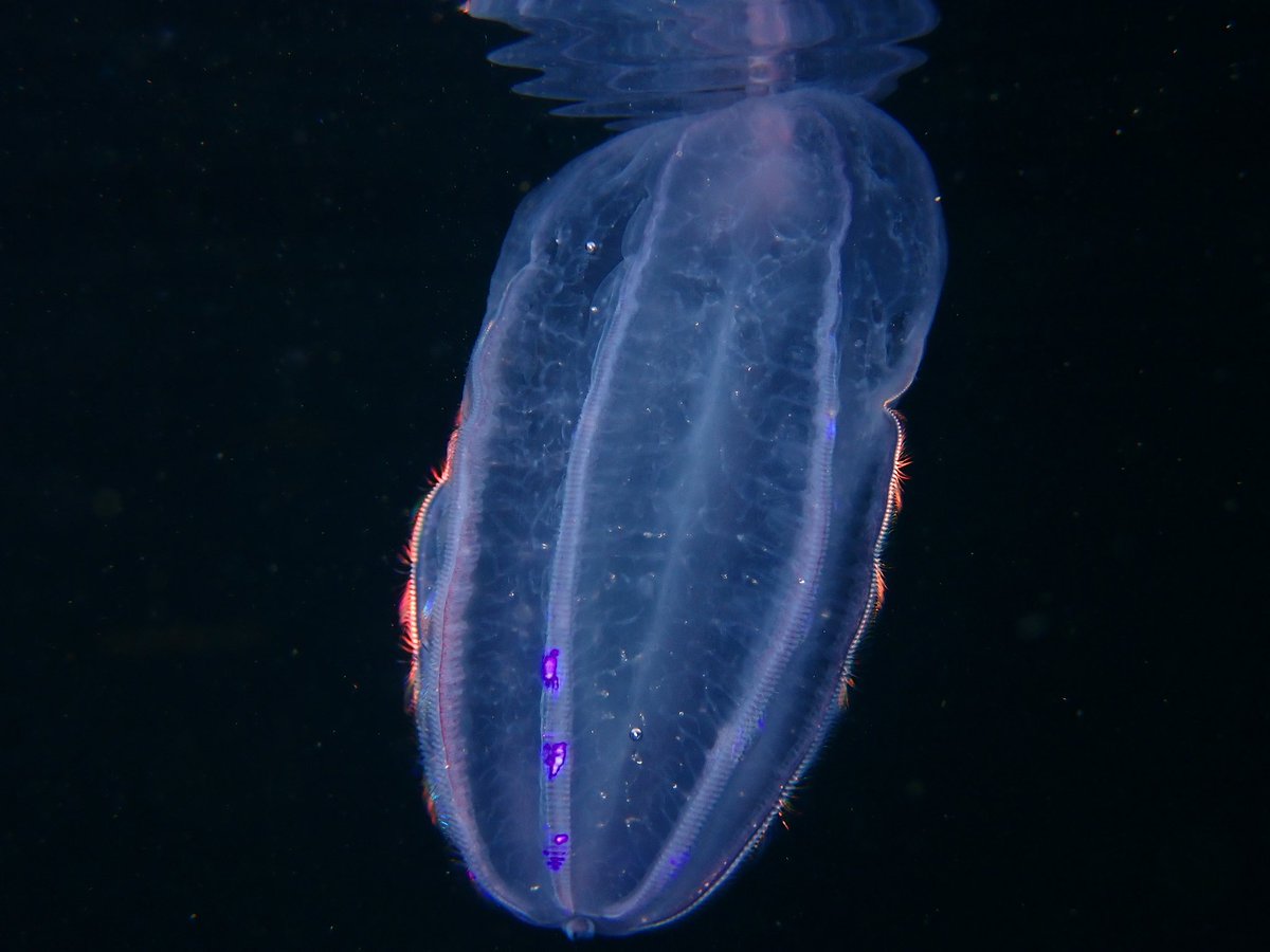 There’s just something about Ctenophores…