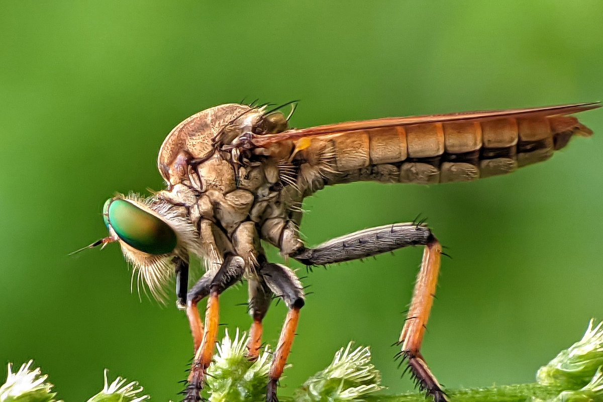 TanjoengDjap's tweet image. Robber fly
#robberfly #djaptanjoeng #djaptanjoengphotography