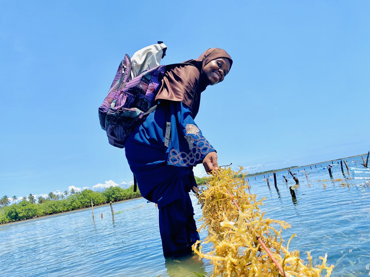 ZuhuraAhmadd's tweet photo. My Ocean, my farm place 💙
It was here where I first learned what it meant to blue economy through seaweed farming.
#onlocation #oceanfarm #underwaterworld #blueeconomy #seaweed #seaweedfarming #storytelling #sheshapesnature https://t.co/mlDi6uuTqt