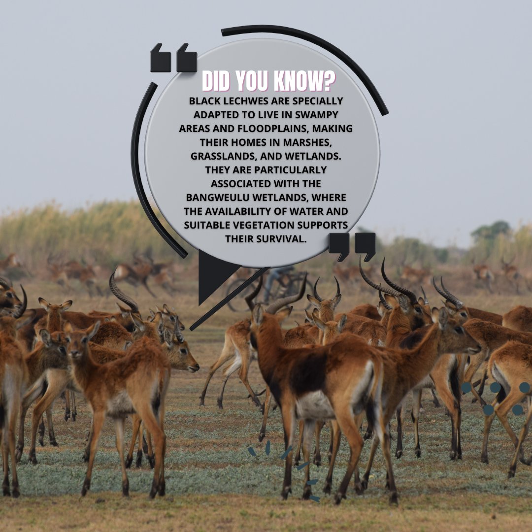 Here something interesting you need to know about Black Lechwes!
#WWFZambia
#WildLifeInZambia
#Sustainability
#TogetherPossible