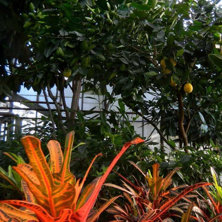 friendsTBcon's tweet photo. Wednesday to Sunday take a quiet evening stroll through a tropical paradise in #ThunderBay's Centennial Botanical Conservatory.
Open for extended evening hours:
Wed - Fri 10am-8pm
Sat & Sun 12-8pm
Mon & Tue 10am-4pm
#TBaycation #TBay #staycation #Tropical #Evening https://t.co/37XG3PDhh8