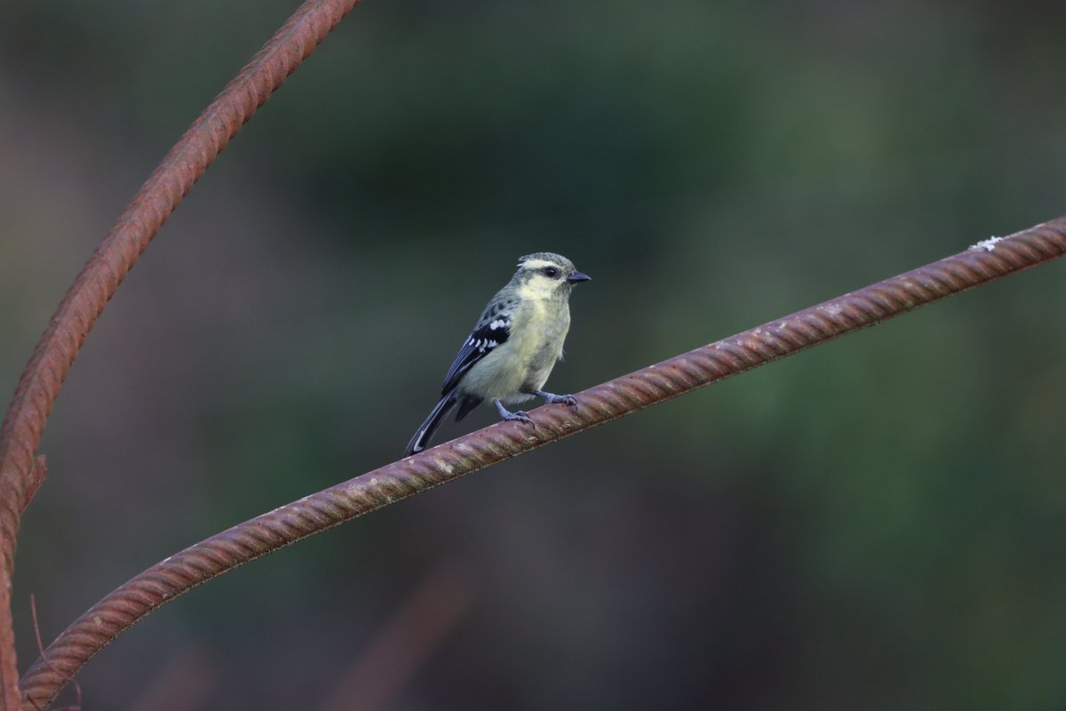 Pied Triller #birdnames #birdoj #365DaysWild #birdphotography #indianbirds #birdsofindia #NatureBeauty #IndiAves #NaturePhotography @wildlifetoursug @Wildphoto4all @southdevonbird @Wildlife_Photo @WildIndia1 @cwsindia @birdnames_en