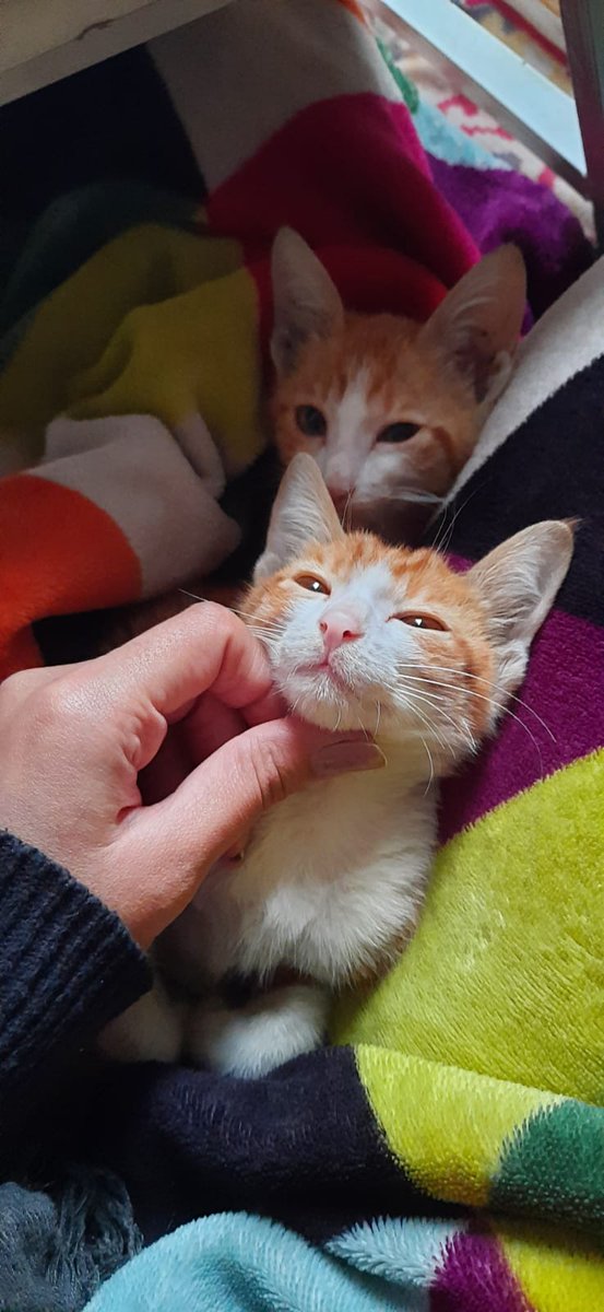 letsgoIP's tweet photo. Adoption Appeal
I want to put up two kittens that I have been fostering up for adoption. They are a bonded pair of male and female, around 4 months old. I have gotten them their first round of vaccinations
and deworming. They will need a next round of vaccinations after a year. https://t.co/aWdNgwybOo