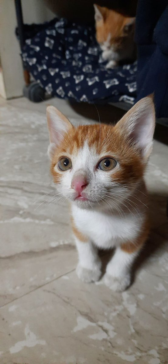 letsgoIP's tweet photo. Adoption Appeal
I want to put up two kittens that I have been fostering up for adoption. They are a bonded pair of male and female, around 4 months old. I have gotten them their first round of vaccinations
and deworming. They will need a next round of vaccinations after a year. https://t.co/aWdNgwybOo