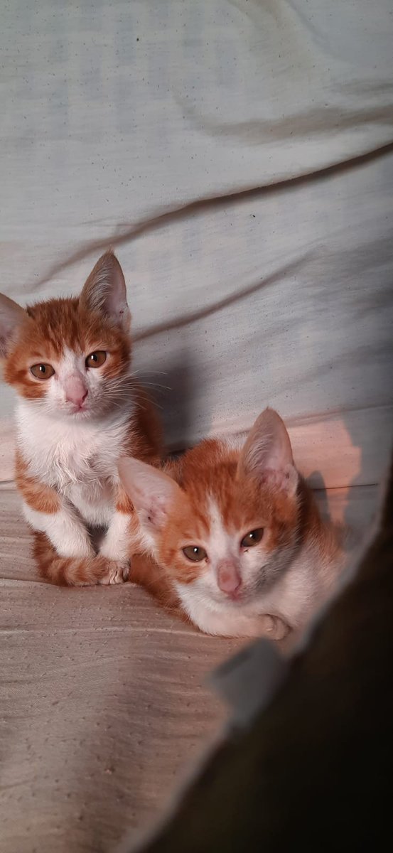 letsgoIP's tweet photo. Adoption Appeal
I want to put up two kittens that I have been fostering up for adoption. They are a bonded pair of male and female, around 4 months old. I have gotten them their first round of vaccinations
and deworming. They will need a next round of vaccinations after a year. https://t.co/aWdNgwybOo