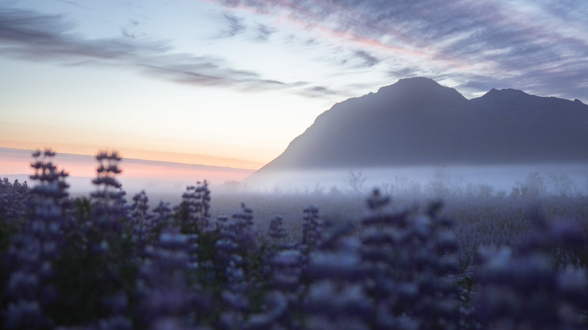 jayanthonyolson's tweet photo. Wandering in dreamland. https://t.co/L7poNku6vC