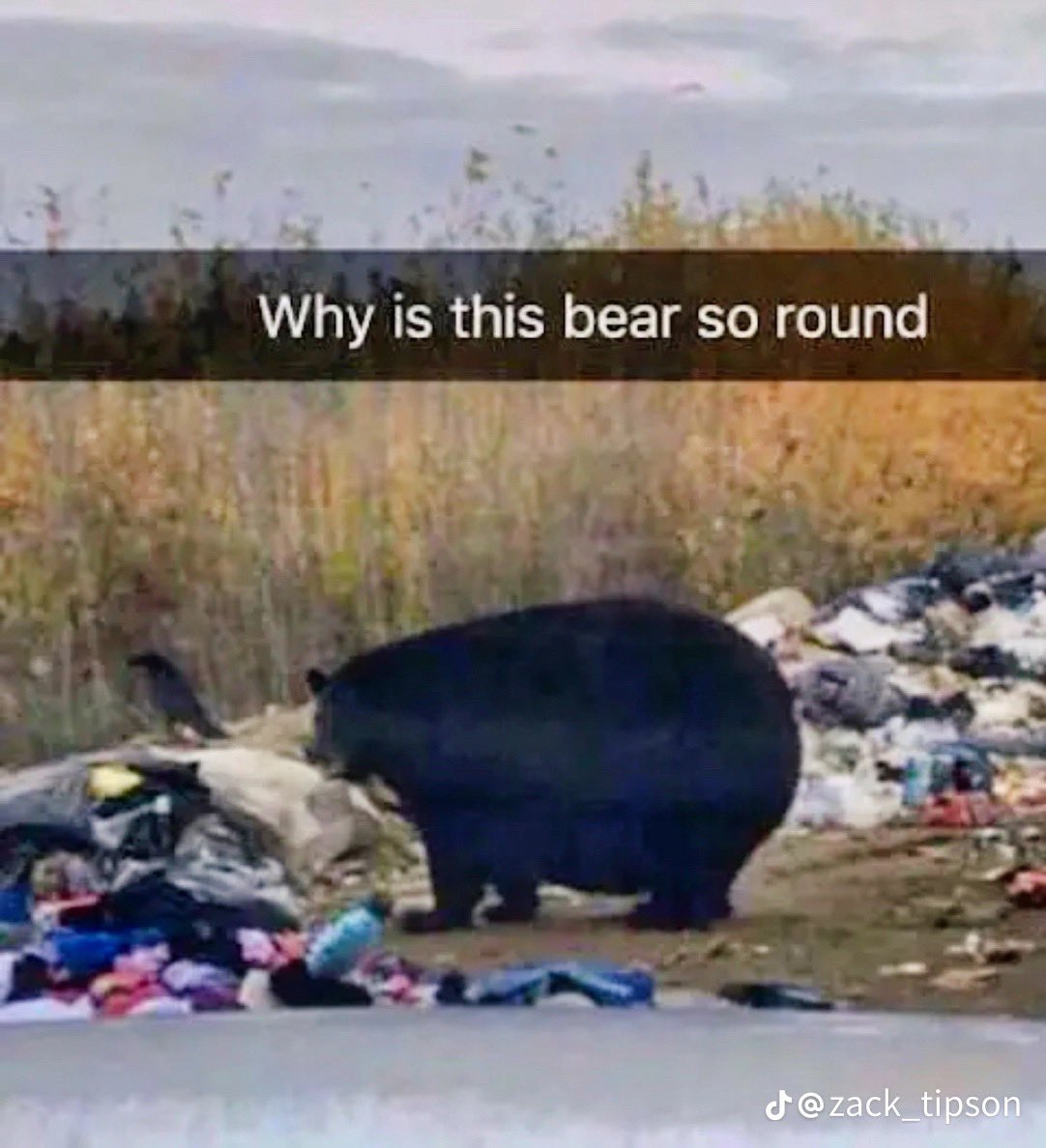 round bear