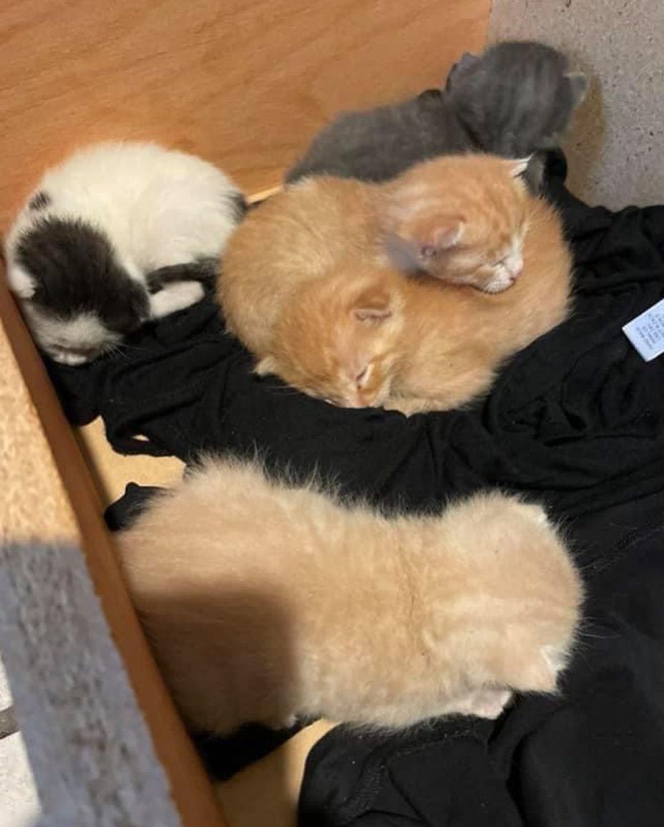 5diti2368fjfgjj's tweet photo. Courtesy post*~ URGENT RESCUE needed for a momma cat and her 5 babies! Can you help?
DONATE VIA LINK INBIO PLEASE
#rescued #safe #catrescue #savinglives #fosteringsaveslives #rescuecat #kitten #help #fosterme #orangecounty #adoptdontshop #youcaring #meow #purr #kittenseason https://t.co/l50qXxoXzK