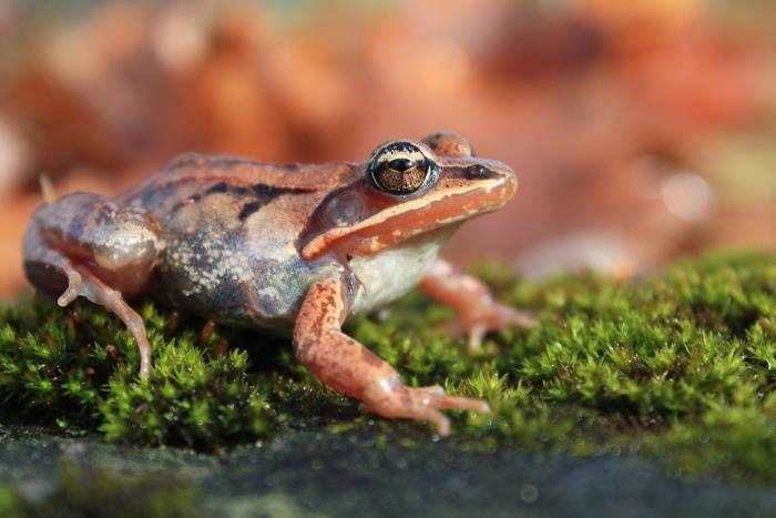 hww_ffdp's tweet photo. A chorus frog is about the size of: 1) a kiwi, 2) a cranberry, or 3) a grape? It's the size of a grape! Discover this at-risk frog at https://t.co/uoMpso9Wgg 📸 Susan Enders | CWF Photo Club Photo FCF https://t.co/MNc3CJbhdH