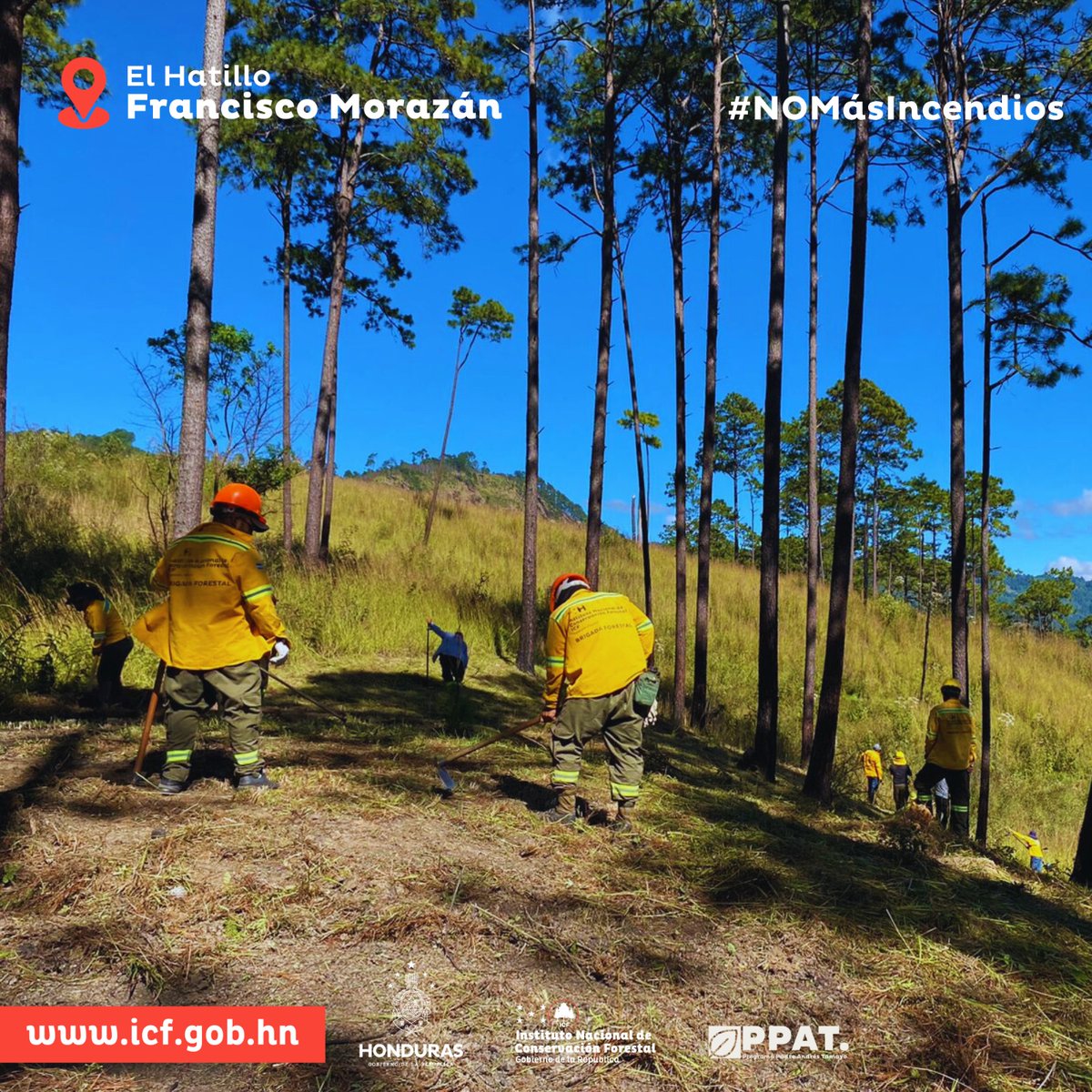 ICFHonduras's tweet photo. ✅📍#El Hatillo |Defendemos nuestros bosques 🌲🌳con unidad y determinación. 👊🏻🌲.

🔴Con las cuadrillas del Programa Padre Andrés Tamayo de la Presidenta @XiomaraCastroZ y de la Unidad de Gestión Ambiental de la Alcaldía Municipal, nos encontramos realizando rondas cortafuego, como practicas para prevenir incendios forestales. 🚫🔥🌲

🟢Adoptemos practicas seguras, estemos alertas y trabajemos juntos para preservar la belleza natural que nos rodea. 🌲🌳

#XiomaraSíCumple
#NoMásIncendios