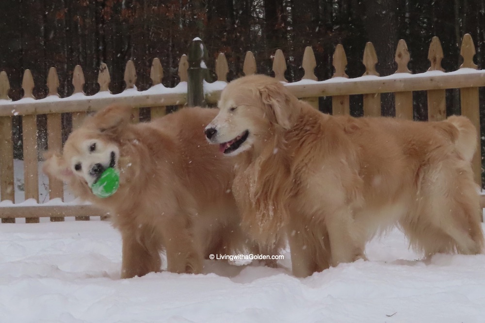 Brain Freeze! Brain Freeze! BRAIN FREEZE! 
#Snow #DogProblems