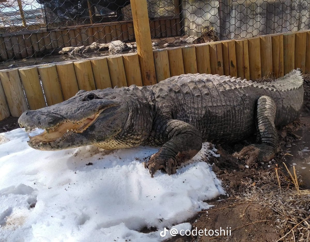 Some one told me im not a alligator in the snow I'm big sad