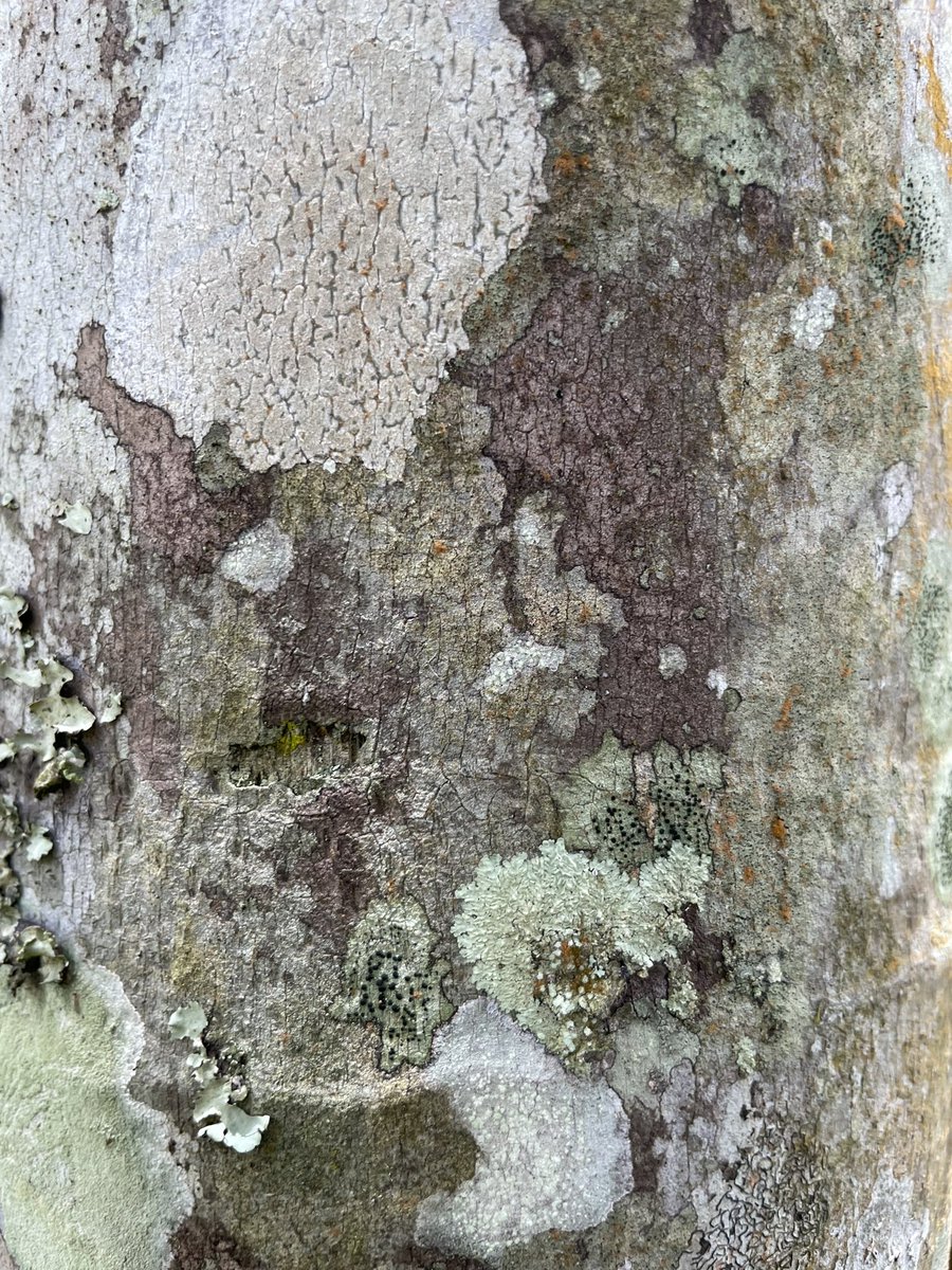 Sue Aspinall tweet media