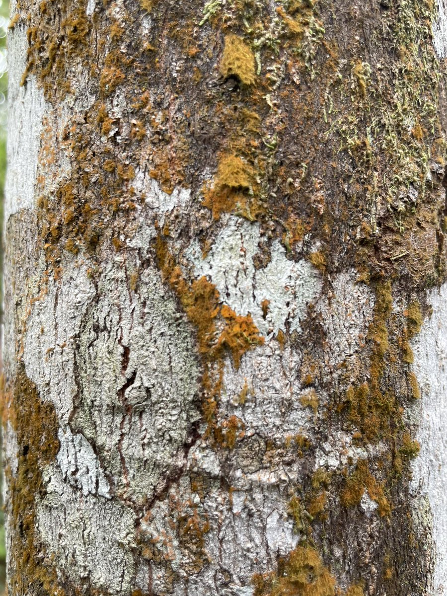 Sue Aspinall tweet media