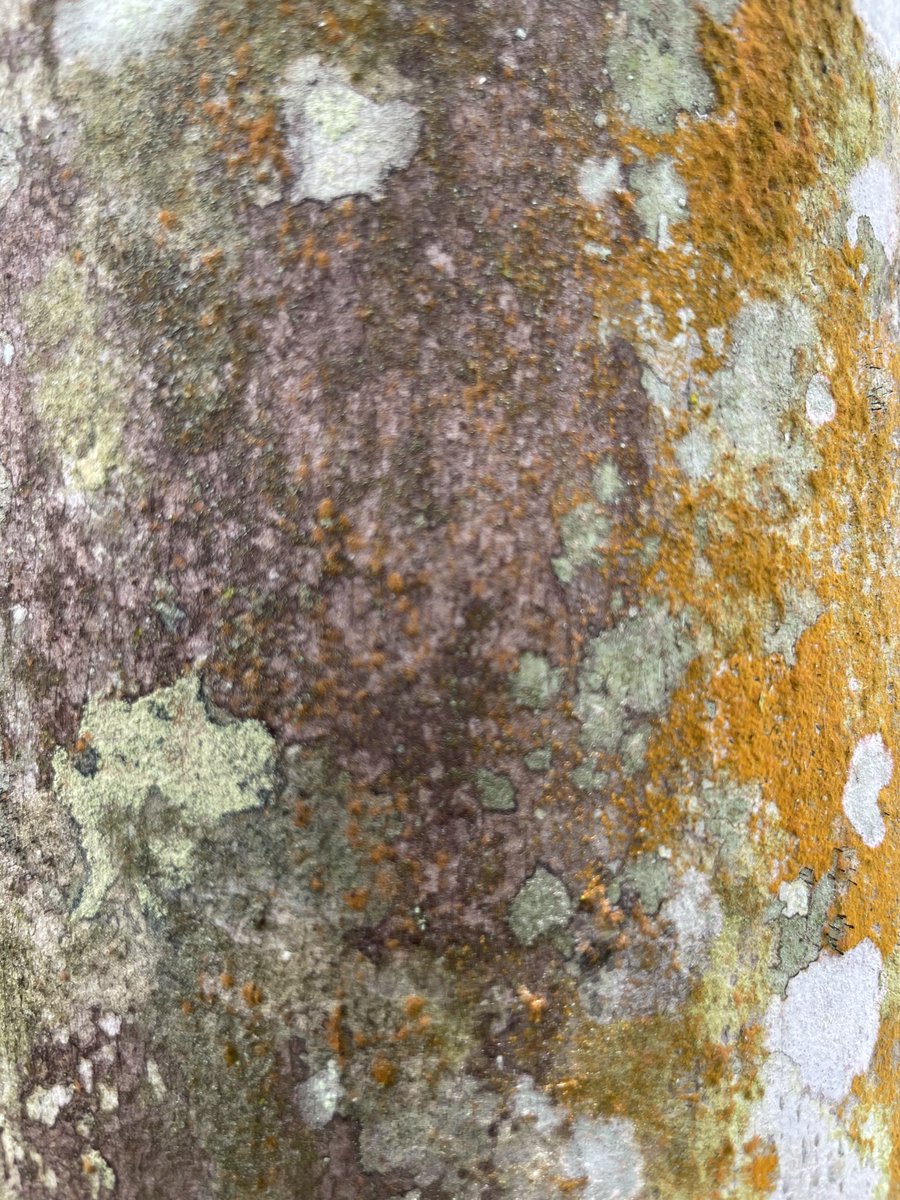 Sue Aspinall tweet media