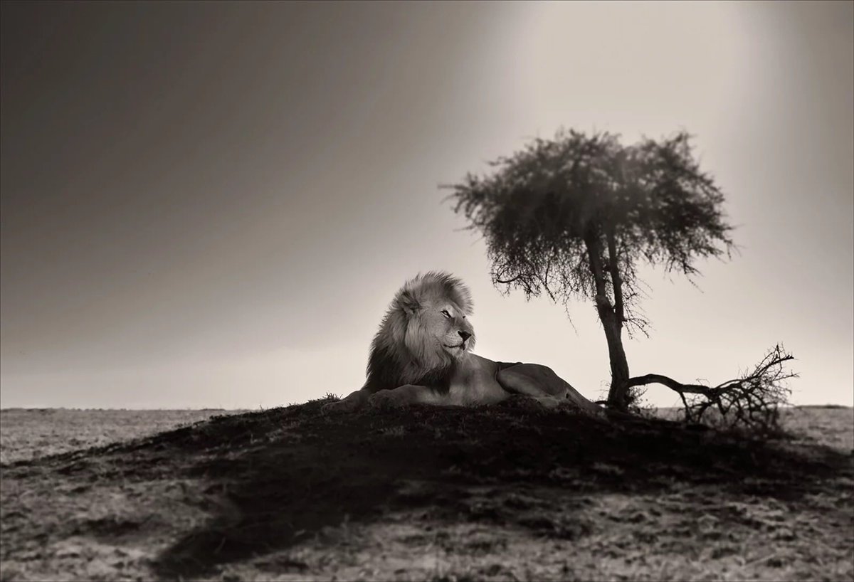 okuriken's tweet photo. Kralın zamanı… Bazı muazzam fotoğraflar… A King’s Time… Yer Tanzanya… Bazı muazzam fotoğrafçılar… Joachim Schmeisser… https://t.co/fXO5VXI0Wy