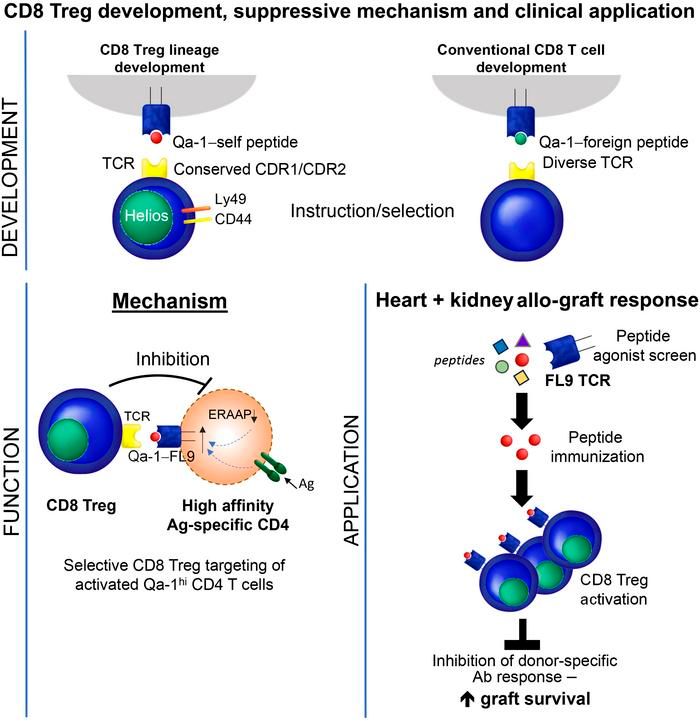 ASCI member Harvey Cantor @harvardmed in @jclinicalinvest: A narrow T cell receptor repertoire instructs thymic differentiation of MHC class Ib–restricted CD8+ regulatory T cells: buff.ly/3RROKpg #Immunology