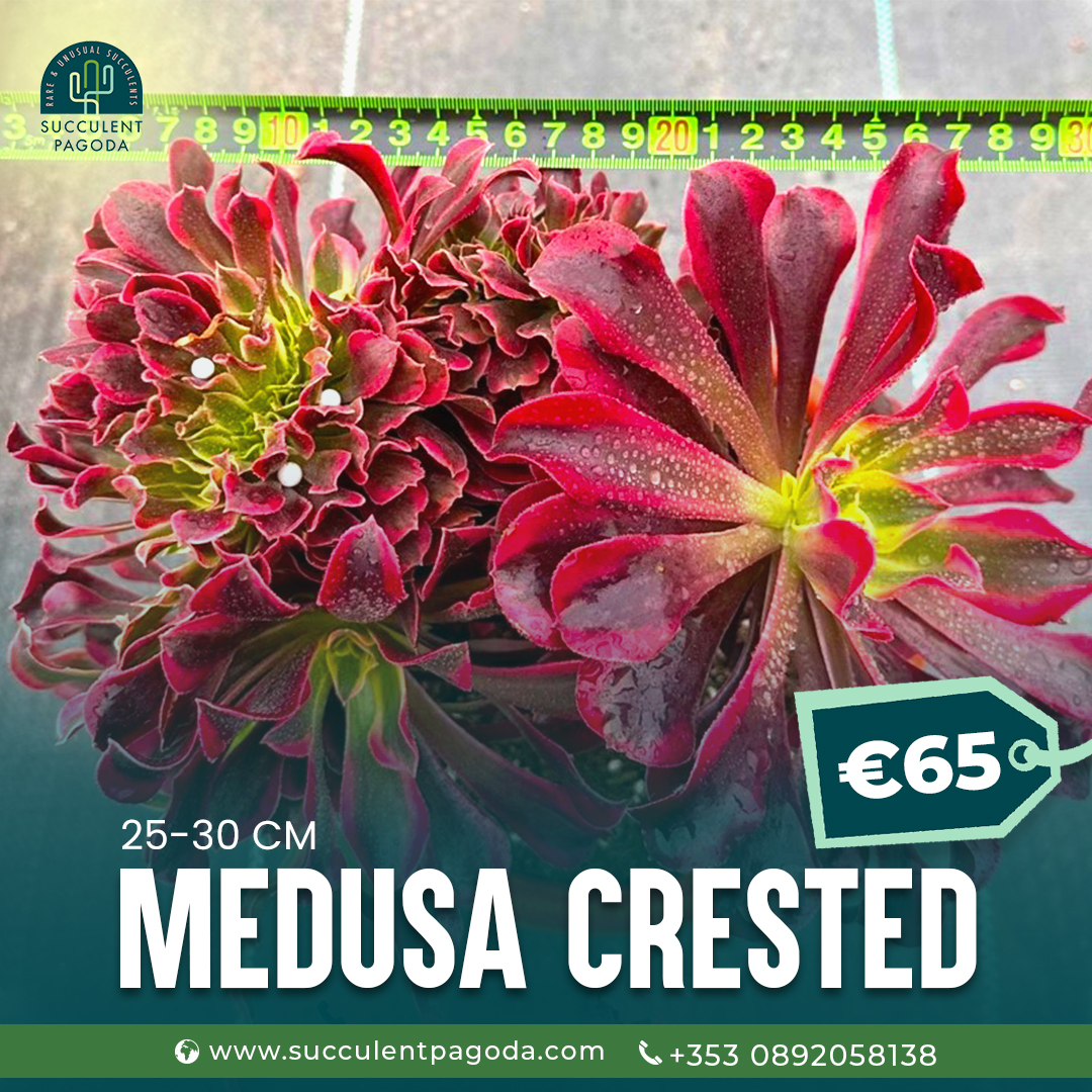 SucculentPagoda's tweet image. Discover the allure of Medusa Crested in
your collection! This eye-catching
succulent can be the show-stopper of your
garden.
Spruce up your space with a touch of
natural elegance. Bring nature indoors!
#SucculentObsession #MedusaMagic
#PlantGoals