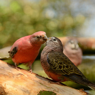 WeltResa's tweet photo. #Bourkesittiche - Buntgefiederte Gesellen

Sie sind in #Australien beheimatet und wurden erstmals im 19. Jahrhundert von dem französischen Ornithologen Jacques Bourkes entdeckt, nach dem sie benannt wurden.
https://t.co/yK7Ko91USf 

#vogel #birds #bird https://t.co/zouAMzmNI6