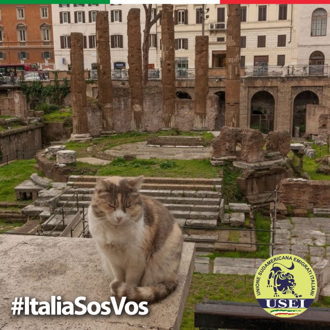 useiufficiale's tweet photo. ¿Sabías que? 🐱💰Un gato italiano, en el 2011, heredó más de 10 millones de euros, convirtiéndose en el tercer animal más rico del mundo. Su dueña de 94 años, tras su muerte dejó todo el dinero bajo el cuidado de una enfermera de confianza.🇮🇹️😂 #ItaliaSosVos https://t.co/3ExIcSvxue