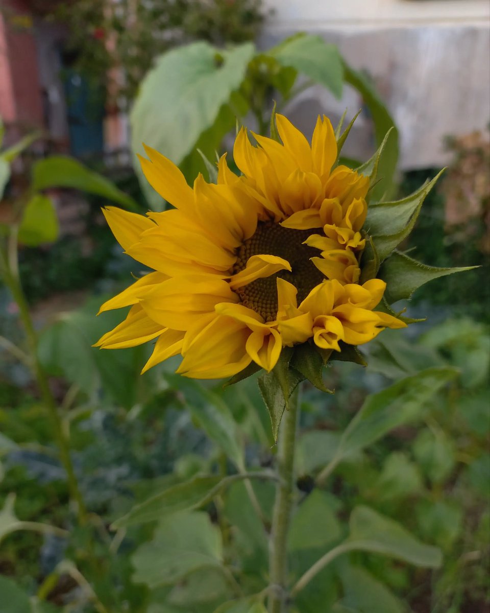 AnyVitale's tweet photo. Il primo girasole del 2024!
🌻🌻
#girasole #sunfower
#beautiful #fiori #fiorigialli #flowers #fioritura #fiorigialli #gennaio https://t.co/xLb5CV4OzD