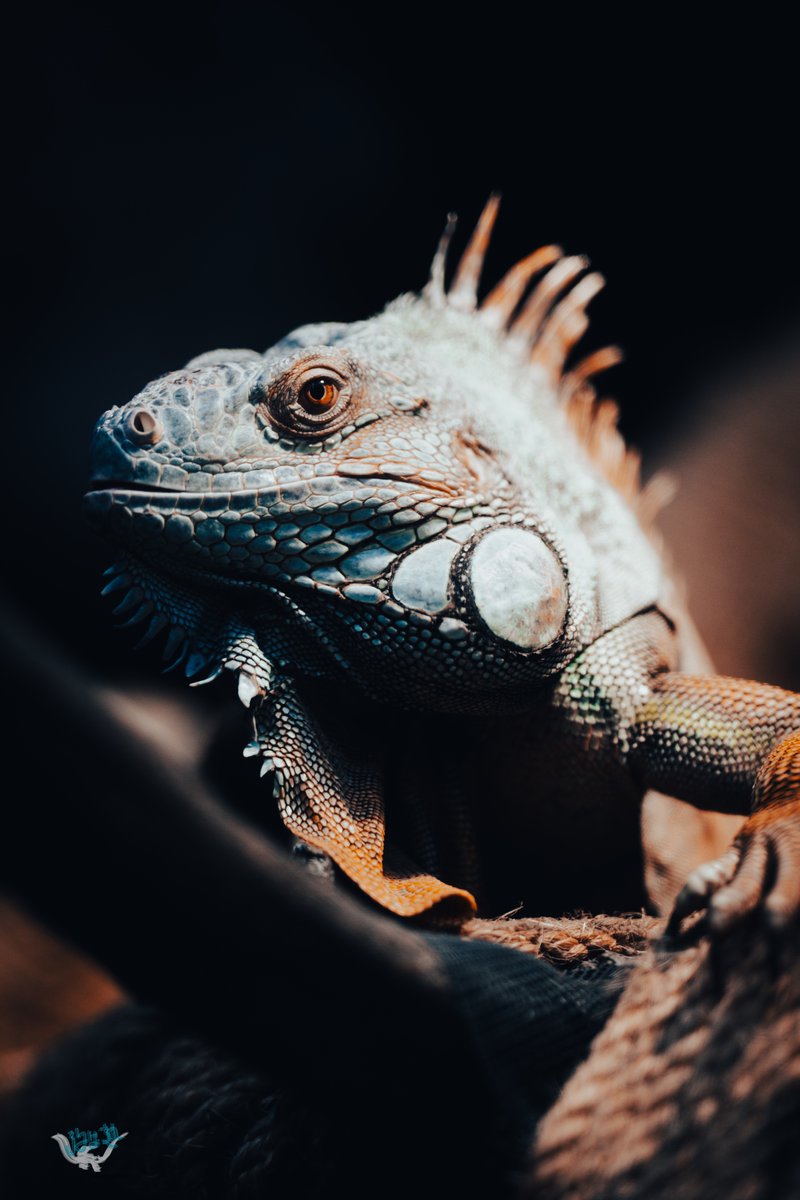 sugarkrone's tweet image. Passive.  

#LUMIX S1
#SIGAM 135mm F1.8 DG HSM Art

#上野動物園 
#写真好きな人と繫がりたい 
#カメラ好きな人と繋がりたい 
#photography