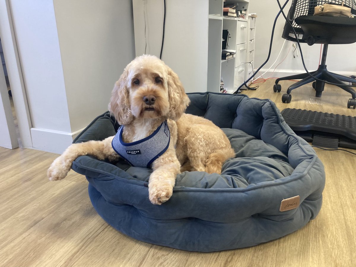 Carly_Scala's tweet photo. Friendly reminder that January is a great time to get an updated profile photo #Marketing #DogsOfTwitter #NewHairWhoDis https://t.co/qebYWwXMPr