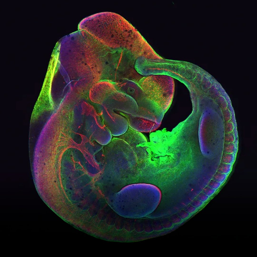 Stowers Institute (@sciencestowers) on Twitter photo Meet Stowers Investigator, <a href="/aussiebiologist/">Paul Trainor</a>, and find out what drew him to study neural crest cells in this Q&A with <a href="/TheScientistLLC/">The Scientist</a>. #Biology #DevBio
the-scientist.com/ts-digest/issu… Meet Stowers Investigator, <a href="/aussiebiologist/">Paul Trainor</a>, and find out what drew him to study neural crest cells in this Q&A with <a href="/TheScientistLLC/">The Scientist</a>. #Biology #DevBio
the-scientist.com/ts-digest/issu…