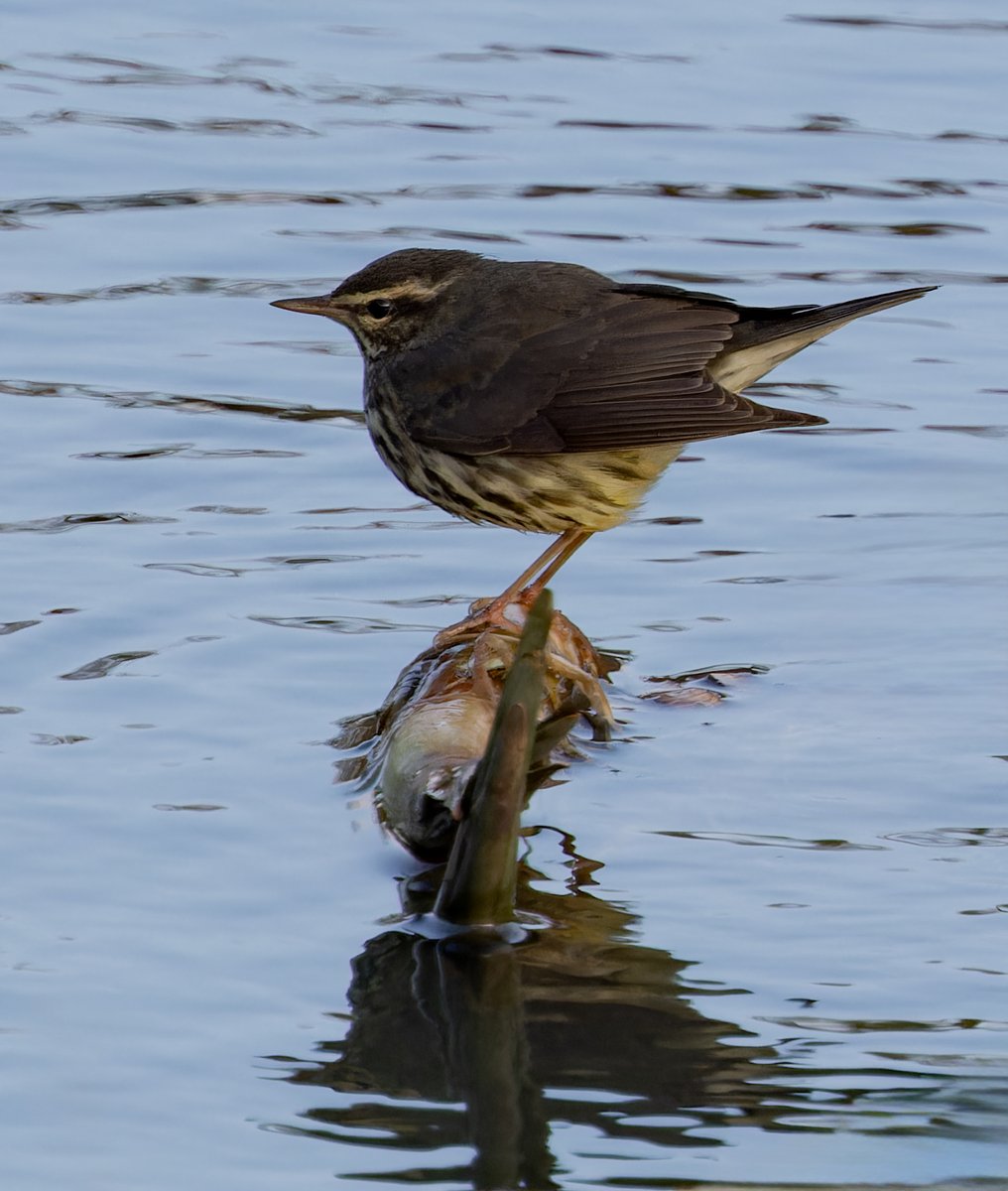 The American vagrant northern waterthrush, showed well, briefly, at Heybridge this morning. Congratulations to the finder <a href="/SimonWood27/">Simon Wood</a>👍who was there enjoying it. <a href="/EssexBirdNews/">EBwS Bird News</a>